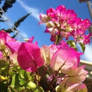 Meet your Posher, Chloe